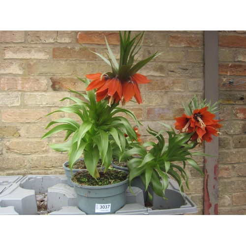 3037 - 7 Tulip 