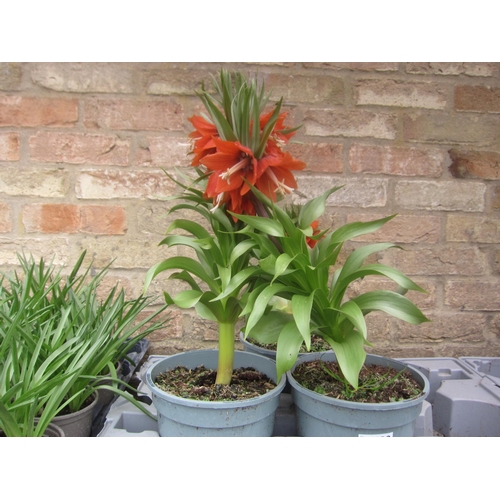 3038 - 7 Tulip 