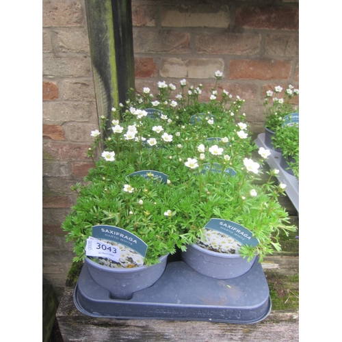 3043 - 8 Anemone Blanda