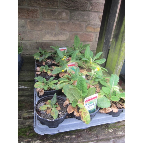 3049 - A quantity of Sweet Williams