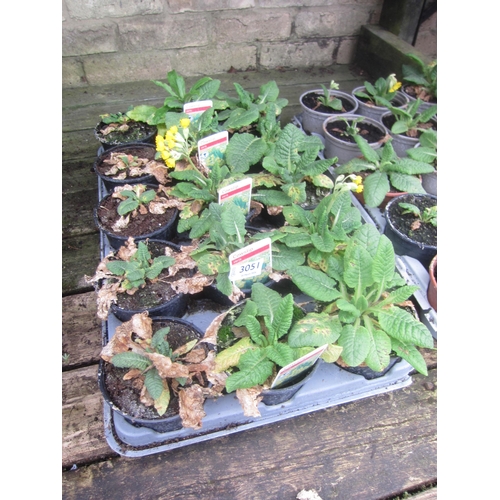 3051 - A quantity of Sweet Williams