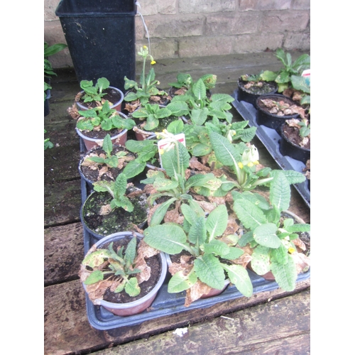 3052 - A quantity of Broad Beans