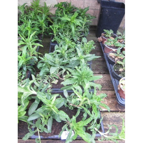 3053 - A quantity of Broad Beans