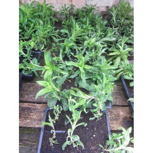 3055 - A Lemon Mint
