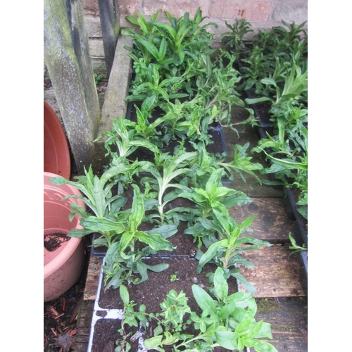 3056 - A large Thyme