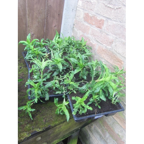 3057 - A large Thyme