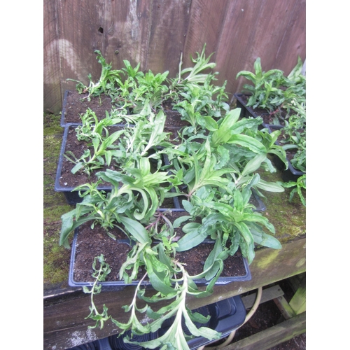 3058 - A large Thyme