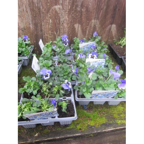 3059 - A large Rosemary