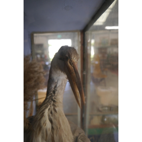 2001 - A Victorian cased taxidermy heron