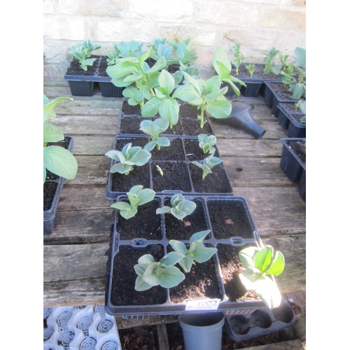 Lot 3002      
