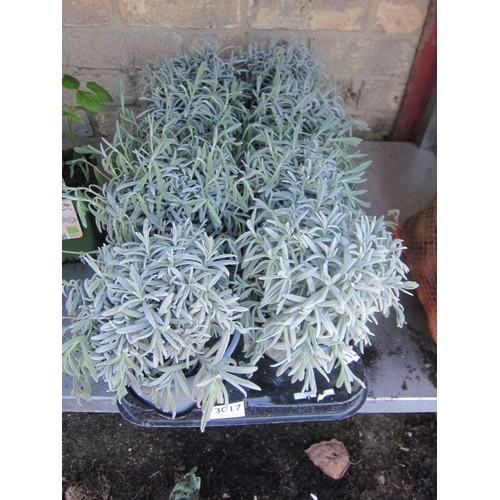 Lot 3017      