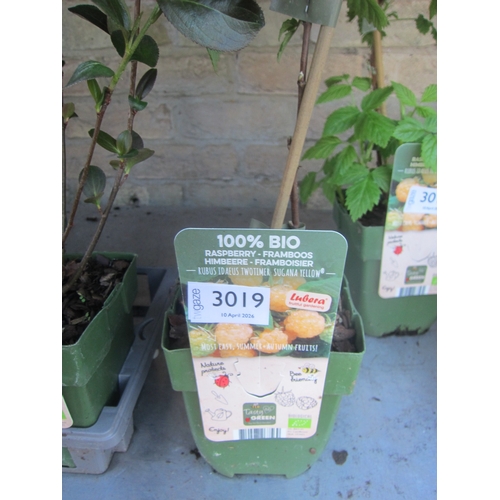 Lot 3019      