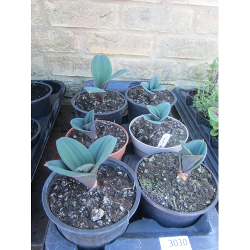 Lot 3030      
