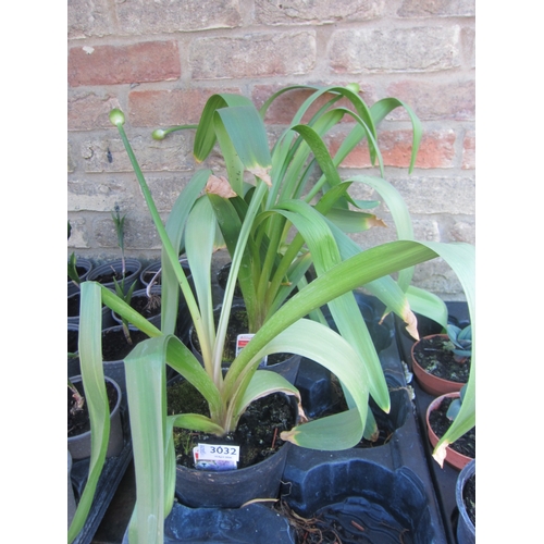 Lot 3032      