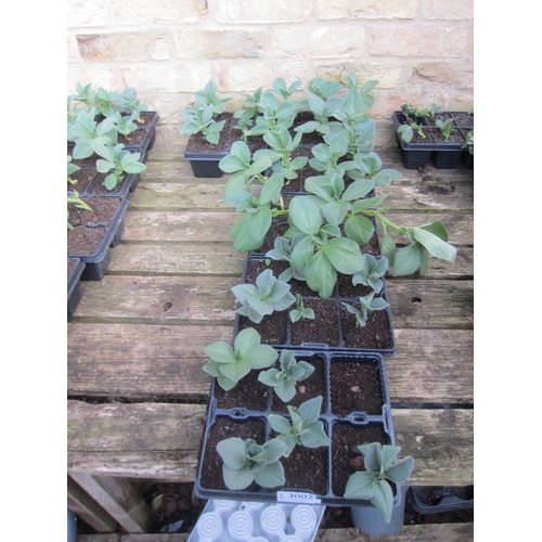 Lot 3002      