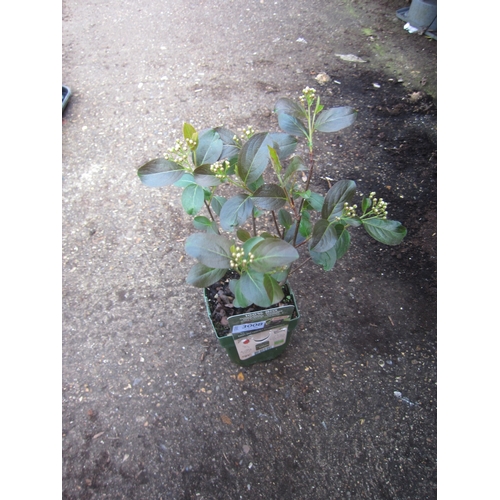 Lot 3008      