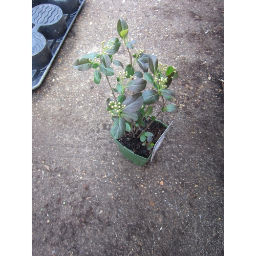 Lot 3009      