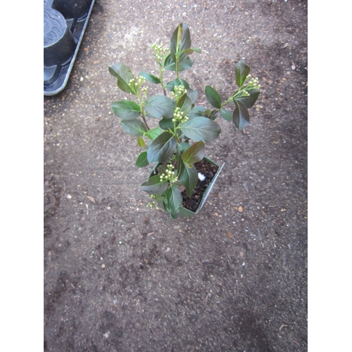 Lot 3010      