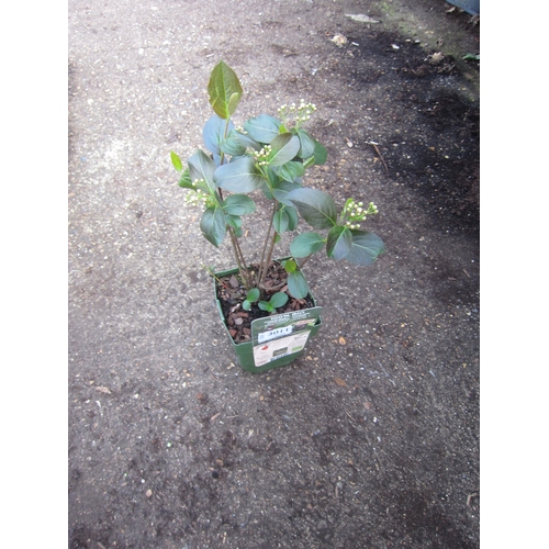 Lot 3011      