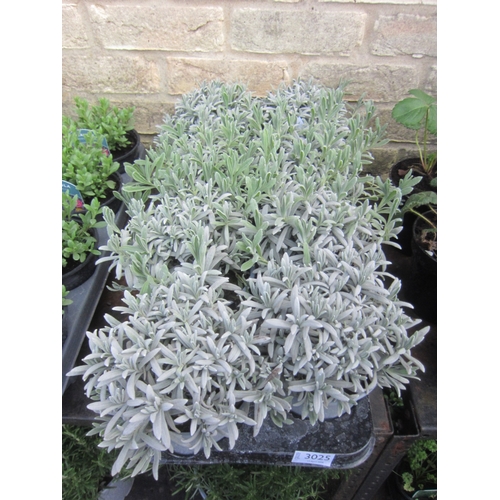 Lot 3025      
