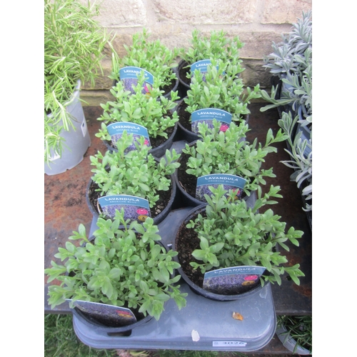 Lot 3026      