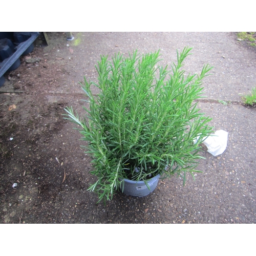 Lot 3028      