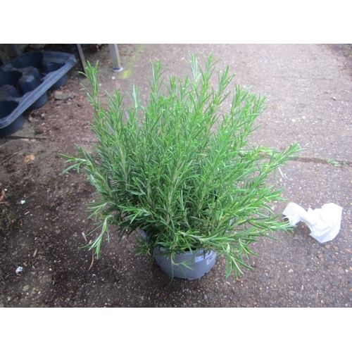 Lot 3030      