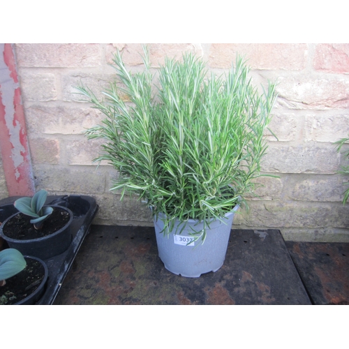 Lot 3032      
