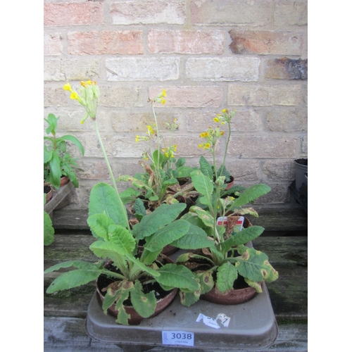 Lot 3038      