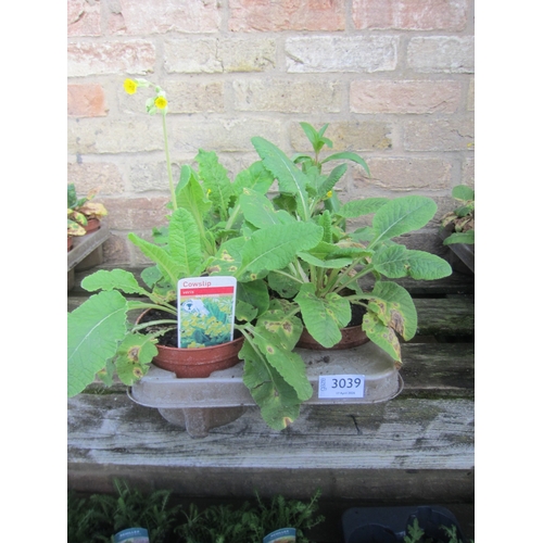 Lot 3039      