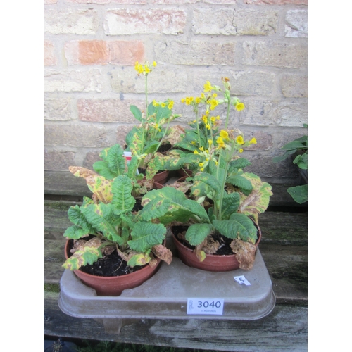 Lot 3040      