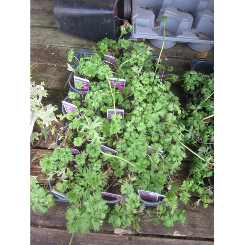 Lot 3054      