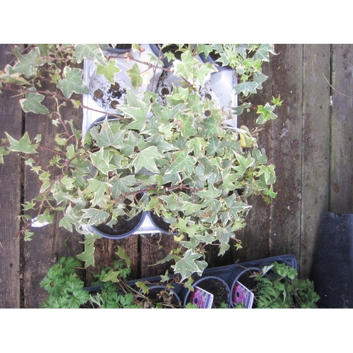 Lot 3055      