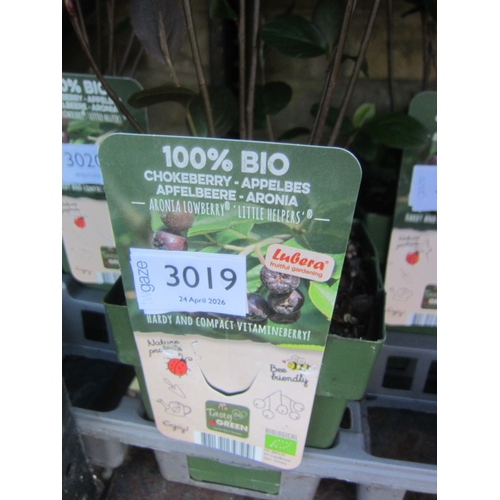 Lot 3019      