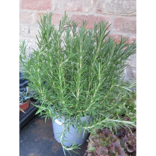 Lot 3022      