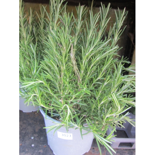Lot 3023      