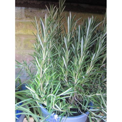 Lot 3024      