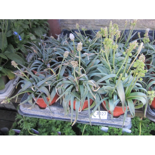 Lot 3027      