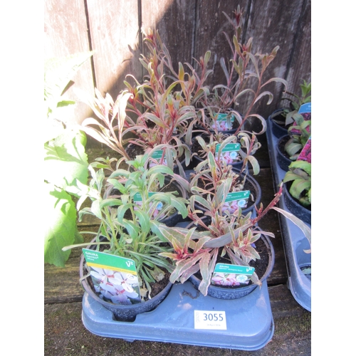 Lot 3055      