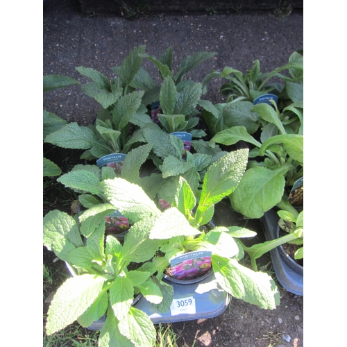 Lot 3059      