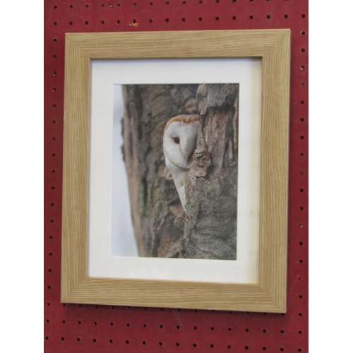 1052A - Two framed and glazed owl photos