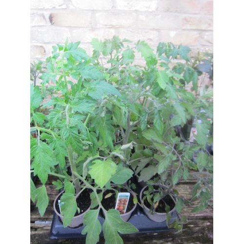 Lot 3002      