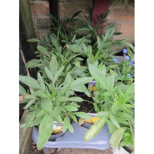 Lot 3028      