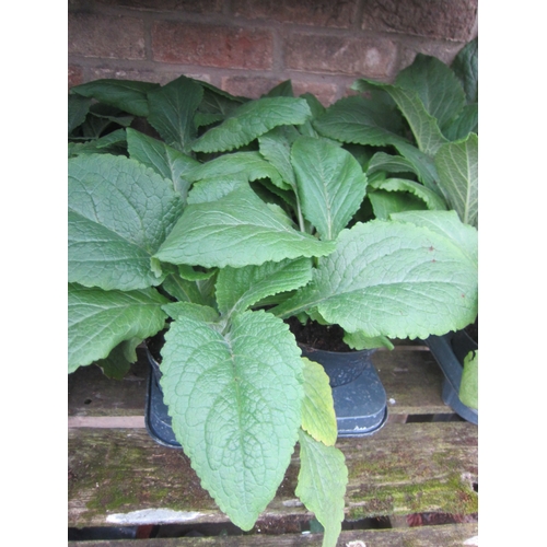 Lot 3041      