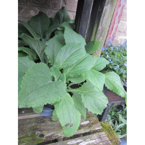 Lot 3042      