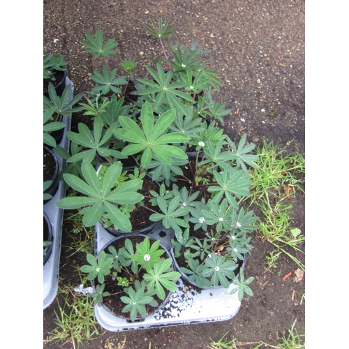 Lot 3059      