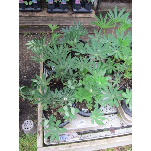 Lot 3060      