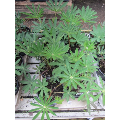 Lot 3061      