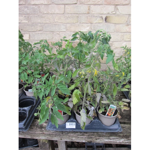Lot 3003      