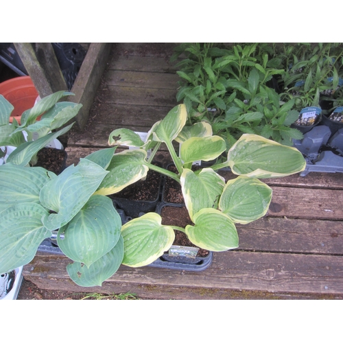 Lot 3051      